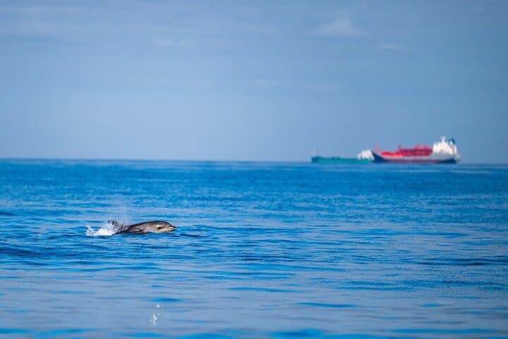 Lisbon RIB Dolphin Watching Ocean Safari — High-Speed Marine Wildlife Encounter photo 4