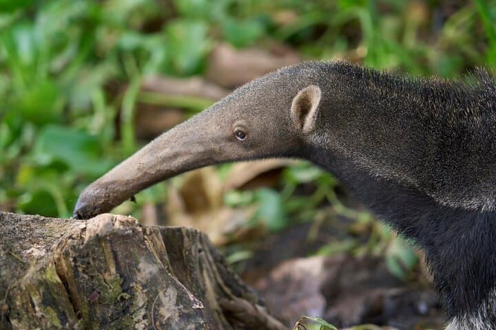 Iquitos Amazon Adventure: 3-Day Jungle Lodge, River Cruises & Pink Dolphins photo 3