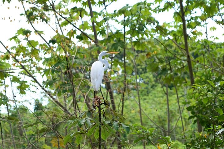 Iquitos Amazon Adventure: 3-Day Jungle Lodge, River Cruises & Pink Dolphins photo 4