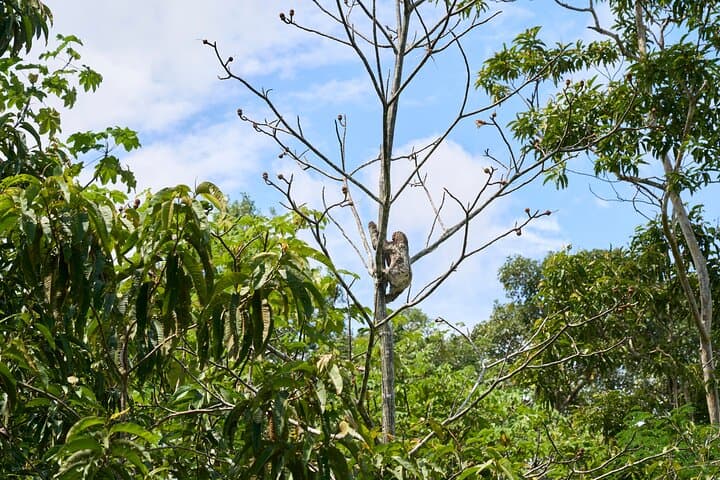 Iquitos Amazon Adventure: 3-Day Jungle Lodge, River Cruises & Pink Dolphins photo 5
