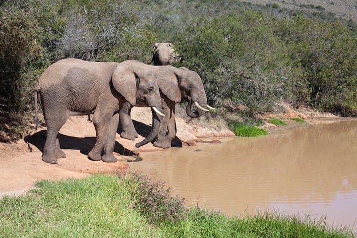 Full-Day Big Five Safari in Kruger National Park from Hazyview photo 2