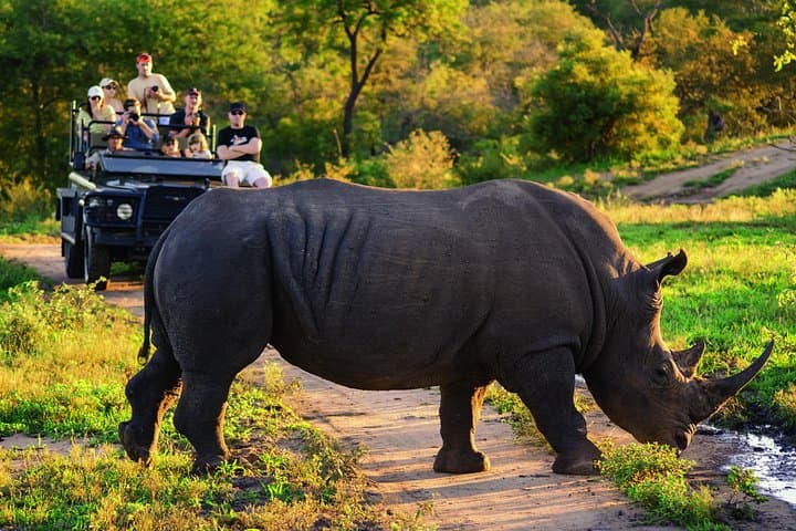 Full-Day Big Five Safari in Kruger National Park from Hazyview