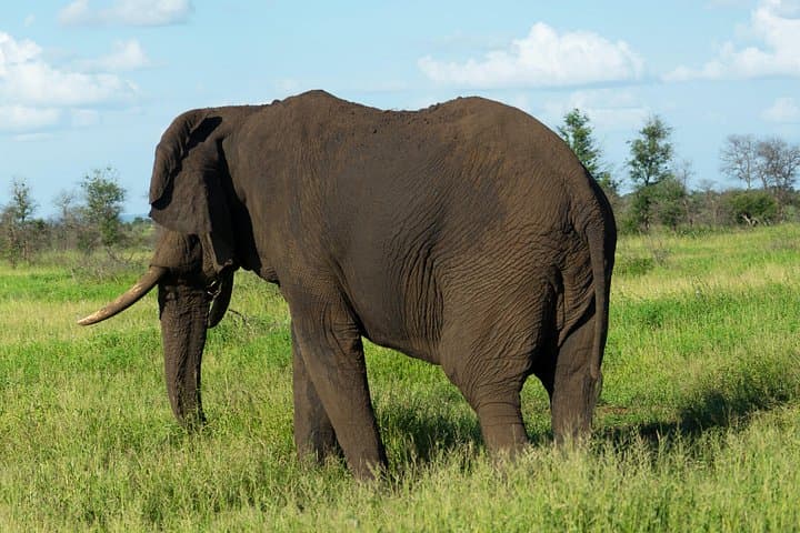 Full-Day Big Five Safari in Kruger National Park from Hazyview photo 3