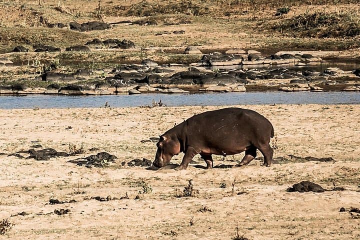 Full-Day Big Five Safari in Kruger National Park from Hazyview photo 4