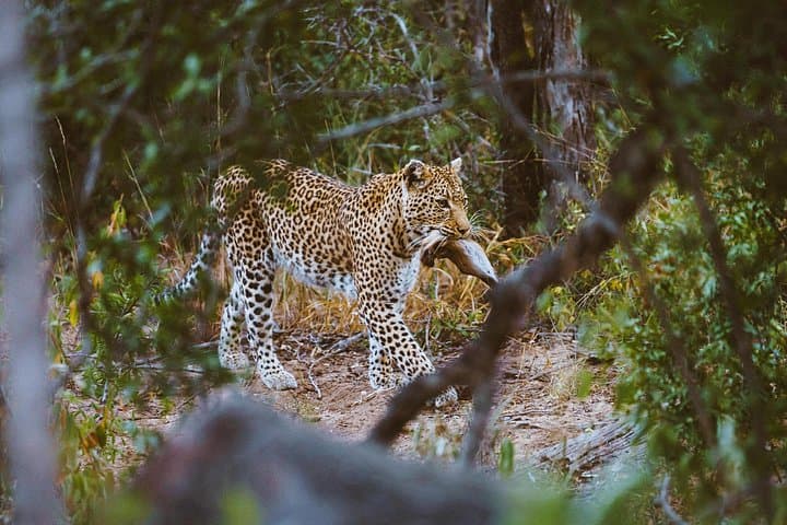 Full-Day Big Five Safari in Kruger National Park from Hazyview photo 5