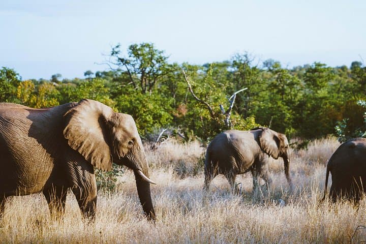 Full-Day Big Five Safari in Kruger National Park from Hazyview photo 6