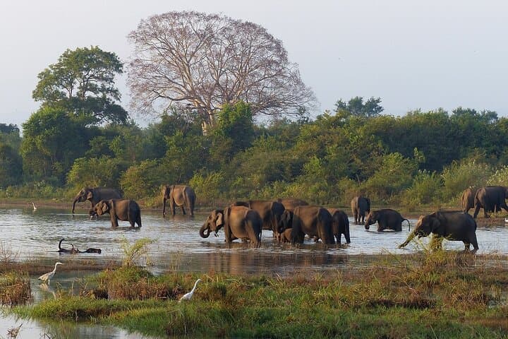 Complete Sri Lanka Experience: 20-Day Private Tour from Colombo photo 6