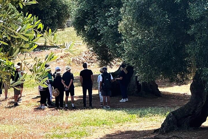 Olive Oil Tour & Tasting in Ostuni: Mill Visits, Grove Walks & Guided Tasting