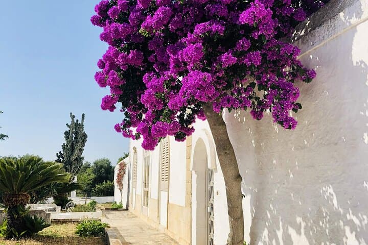 Olive Oil Tour & Tasting in Ostuni: Mill Visits, Grove Walks & Guided Tasting photo 2