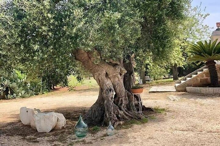 Olive Oil Tour & Tasting in Ostuni: Mill Visits, Grove Walks & Guided Tasting photo 5