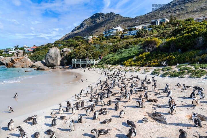 Cape Peninsula Day Tour: Cape Point, Boulders Beach Penguins & Noordhoek Viewpoint