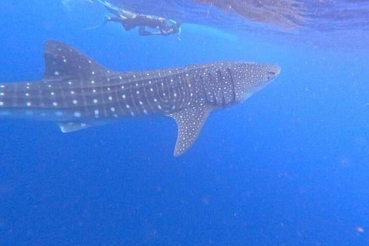 Private Whale Shark Swim from Playa del Carmen: Guided Snorkel & Lunch photo 2
