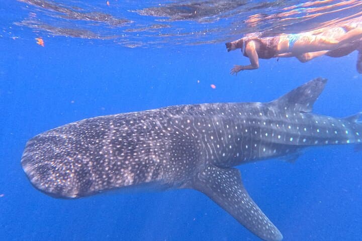 Private Whale Shark Swim from Playa del Carmen: Guided Snorkel & Lunch photo 5