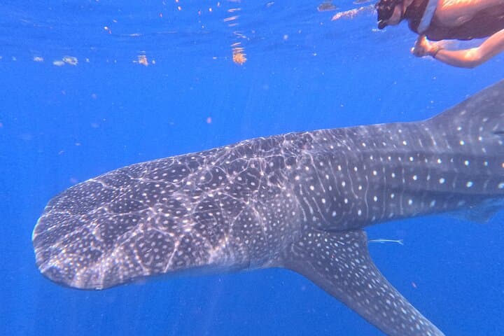 Private Whale Shark Swim from Playa del Carmen: Guided Snorkel & Lunch photo 6