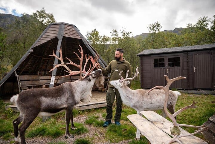 Sami Reindeer Experience from Svolvær: Meet Herders & Feed Reindeer photo 2