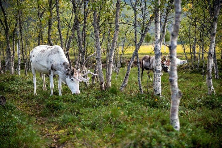 Sami Reindeer Experience from Svolvær: Meet Herders & Feed Reindeer photo 3