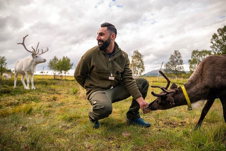 Sami Reindeer Experience from Svolvær: Meet Herders & Feed Reindeer photo 4