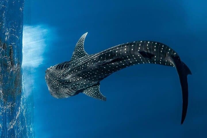 Private Whale Shark Swim from Playa del Carmen: Guided Snorkel & Lunch