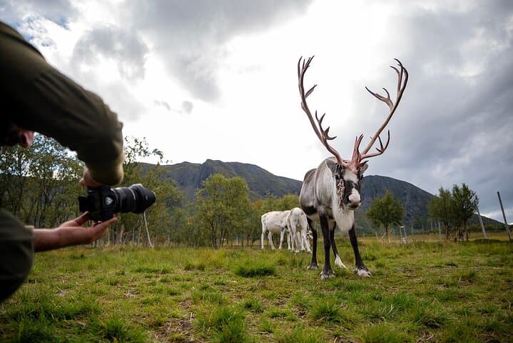 Sami Reindeer Experience from Svolvær: Meet Herders & Feed Reindeer photo 6
