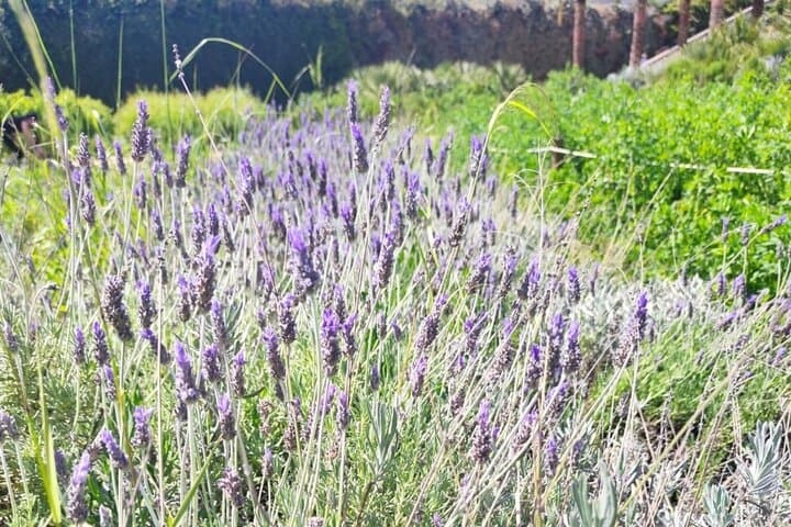 Yoga and Mediterranean Herbs Tour in Valencia’s Parque Central photo 4
