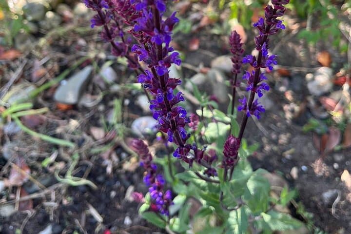 Yoga and Mediterranean Herbs Tour in Valencia’s Parque Central photo 5