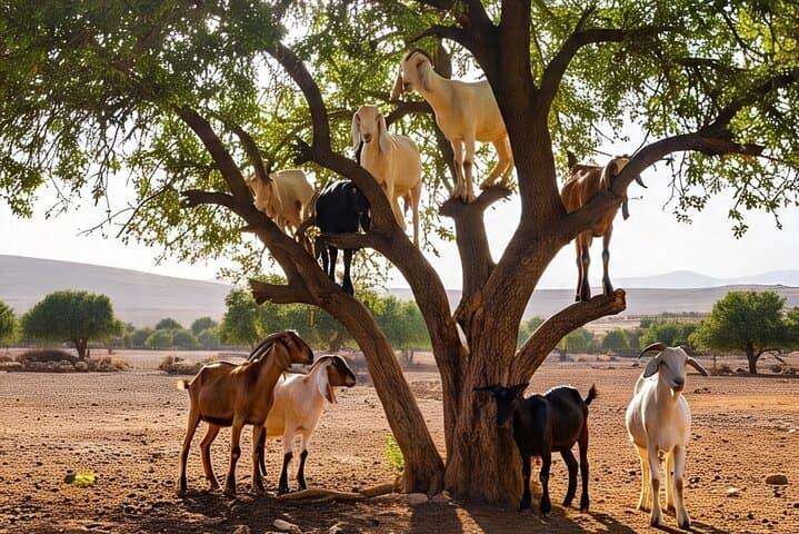 Essaouira Day Trip from Marrakech: Argan Forests, Medina & Atlantic Beaches photo 2