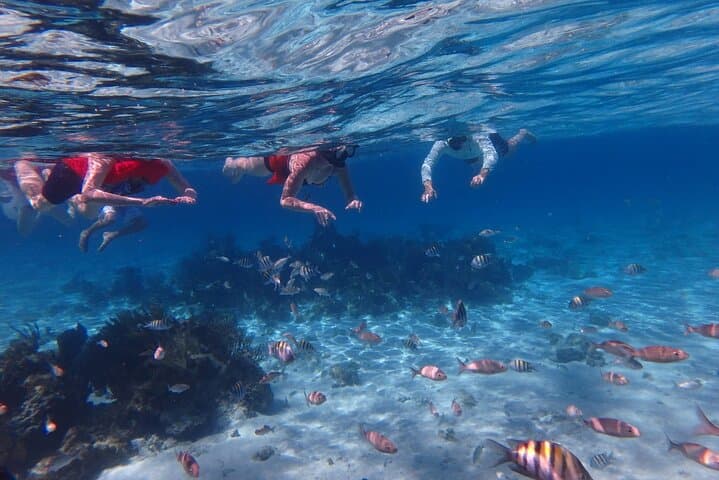 Private Stingray City & Coral Gardens Snorkel with Local Captain in Grand Cayman photo 2
