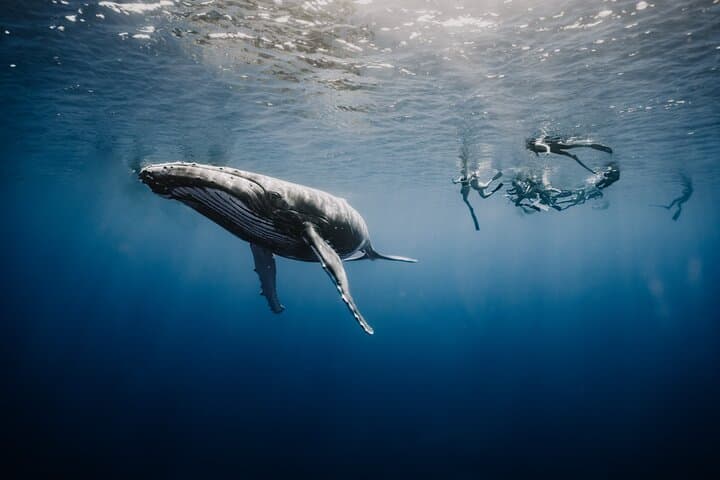 Up-Close Humpbacks: Moorea Half-Day Whale-Watching and Snorkel photo 2