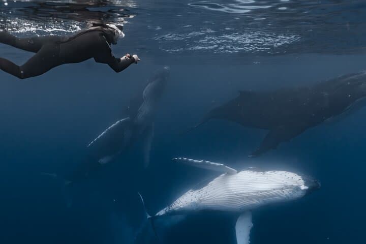 Up-Close Humpbacks: Moorea Half-Day Whale-Watching and Snorkel photo 6