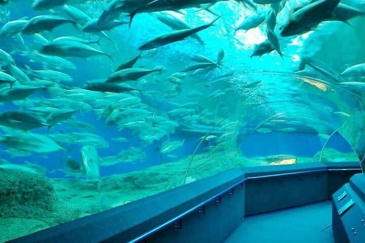 Explore Pattaya Underwater World: Aquarium Tickets with Private Transfer photo 2