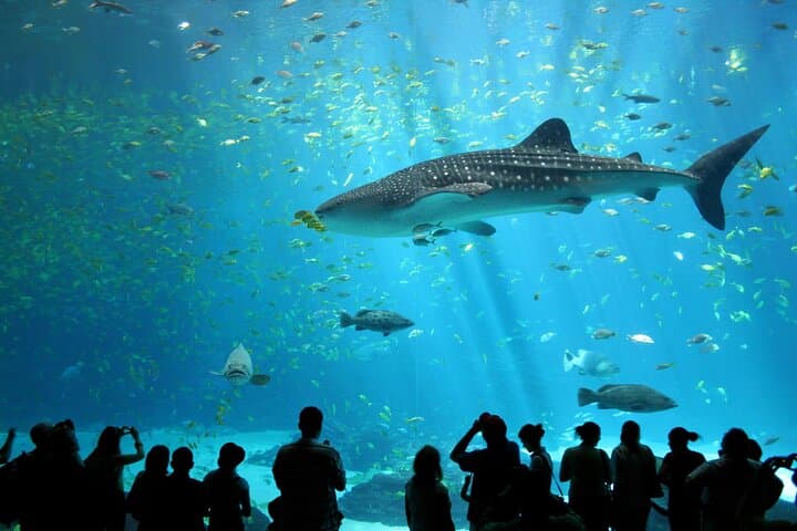 Explore Pattaya Underwater World: Aquarium Tickets with Private Transfer photo 6