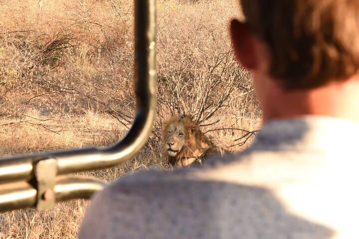 Private Full-Day Safari in Kruger National Park — Big Five Game Drive photo 6