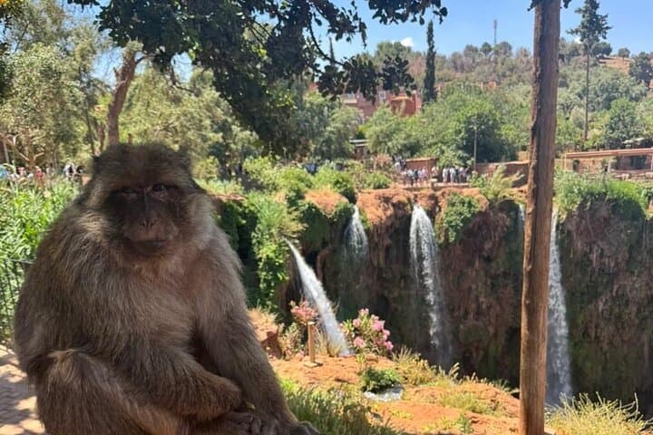 Ouzoud Waterfalls Day Trip from Marrakech — Hike, Boat Ride & Berber Villages photo 3