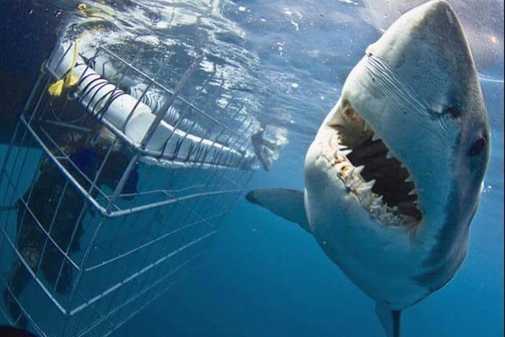 Shark Alley Cage Diving from Cape Town: Full-Day Gansbaai Adventure