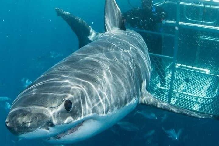 Shark Alley Cage Diving from Cape Town: Full-Day Gansbaai Adventure photo 2