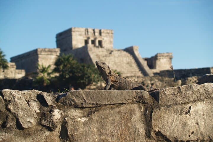 Explore Tulum Highlights Early: Easy, Crowd-Free Maya Ruins and Cenotes photo 4