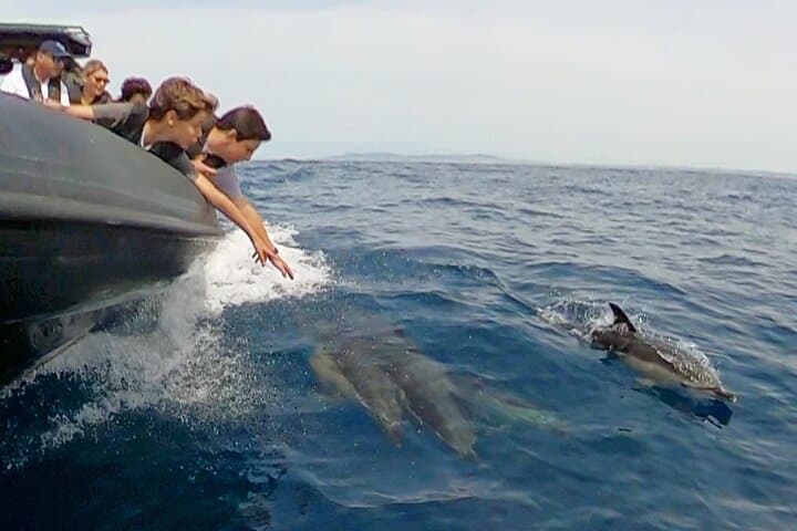 Dolphins in the Tejo — Lisbon Dolphin-Watching Cruise & River Sights photo 3