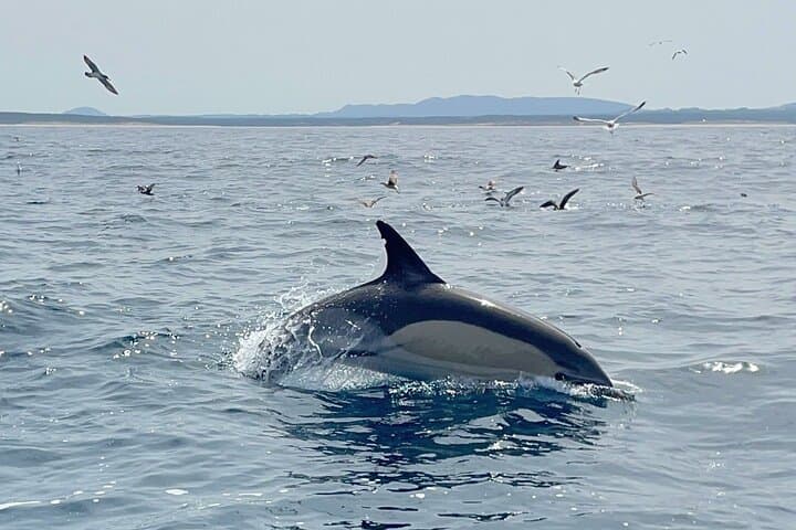 Dolphins in the Tejo — Lisbon Dolphin-Watching Cruise & River Sights photo 2