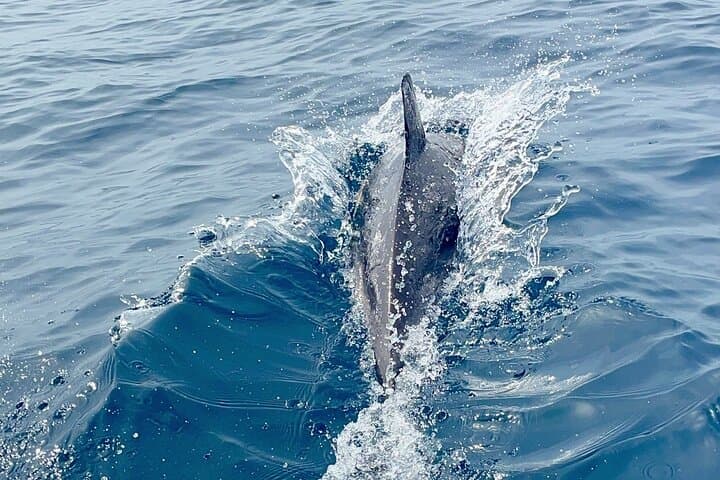 Dolphins in the Tejo — Lisbon Dolphin-Watching Cruise & River Sights photo 4