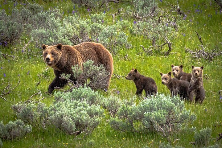 Predators of the Wild: Bear and Wolf Watching Adventure in Yellowstone's Lamar Valley