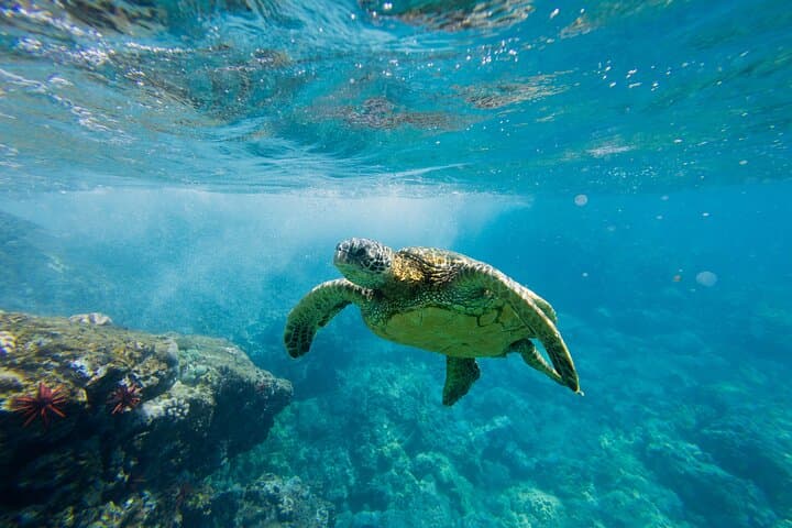 Lanai Coast Snorkel and Sail: Maui Catamaran Adventure to Hulopoe and West Maui Reefs