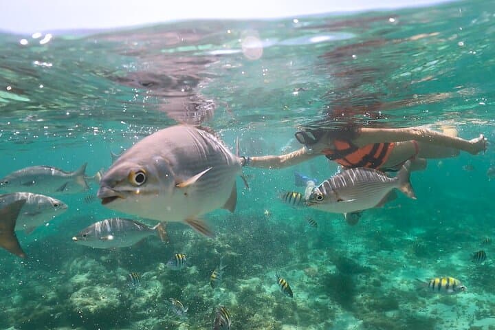 Speedboat Snorkeling in Cancun: Mayan Ceremony, Lagoon Ride & Reef Snorkel photo 4