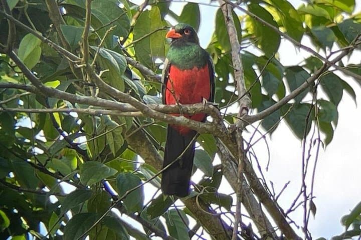 Birdwatching at Monte Alto Reserve: Nosara's Low-Mountain Hiking Tour photo 6
