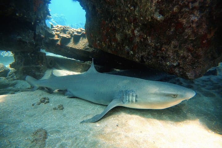 Ka'anapali Shore Dives: Certified Scuba Adventure in West Maui photo 4
