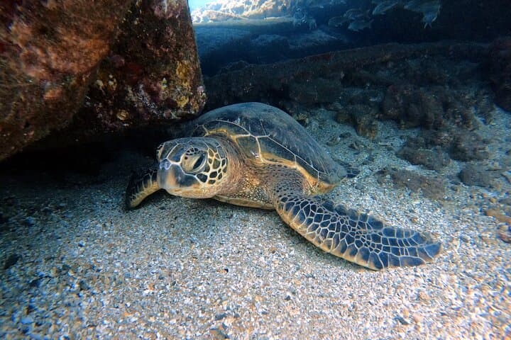 Ka'anapali Shore Dives: Certified Scuba Adventure in West Maui