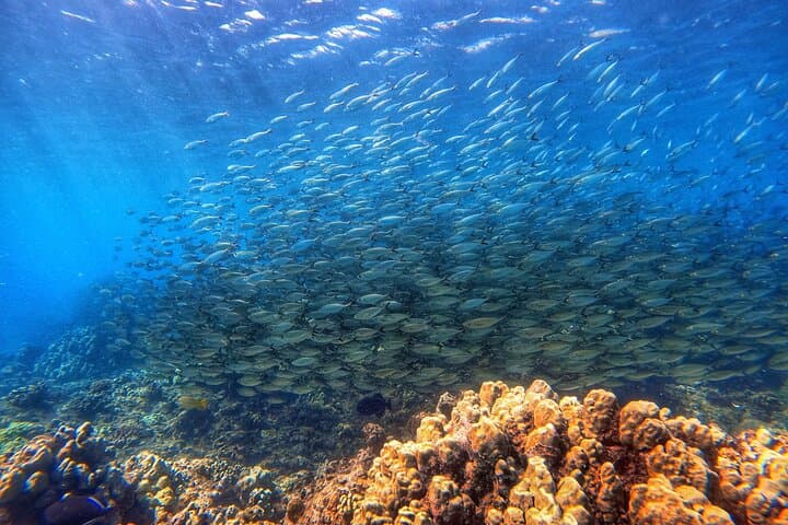Ka'anapali Shore Dives: Certified Scuba Adventure in West Maui photo 2