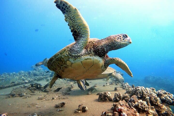 Ka'anapali Shore Dives: Certified Scuba Adventure in West Maui photo 3