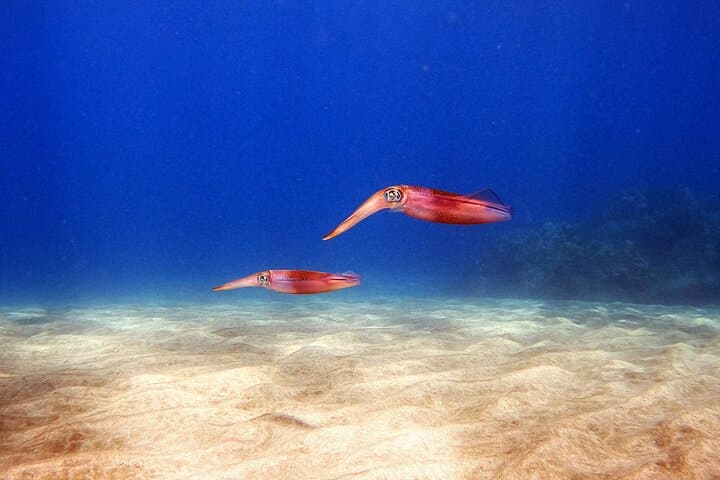 Ka'anapali Shore Dives: Certified Scuba Adventure in West Maui photo 6
