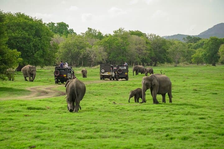 Sigiriya Lion Rock Hike & Minneriya Elephant Safari — Private Full-Day Tour photo 3