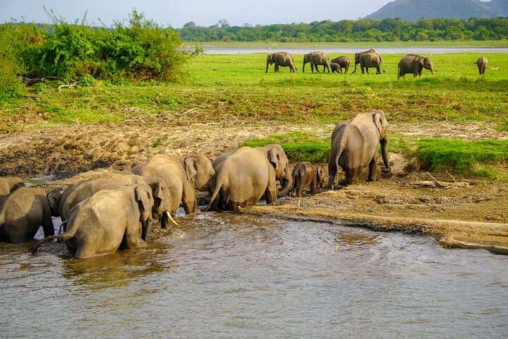 Sigiriya Lion Rock Hike & Minneriya Elephant Safari — Private Full-Day Tour photo 2